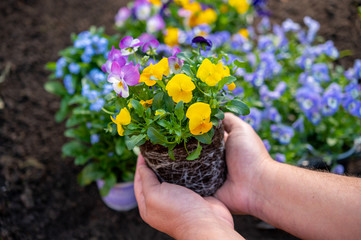 Spring garden works, hands holding ornamental colorful flowers of viola plant