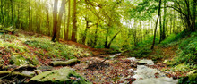 Forest Panorama In Autumn With Stream And A Lot Of Autumn Leaves