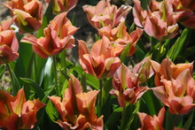 Tulip Flowers, Known As Tulipa Viridiflora Artist