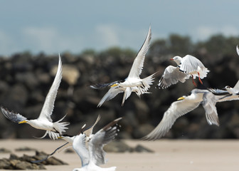 Tern on the beach, Byron Bay Australia