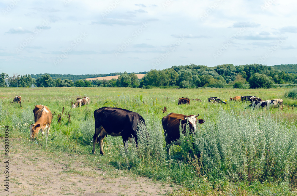 Cows graze in a field on green grass Stock Photo | Adobe Stock