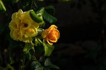 Wall Mural - Yellow rose in the garden on a summer day.