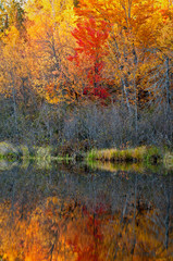 Wall Mural - Vibrant fall colors at sunrise on the Michigamme River near Crystal Falls in the Upper Peninsula of Michigan.