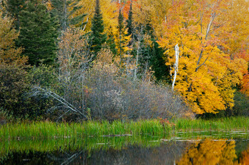 Wall Mural - Vibrant fall colors at sunrise on the Michigamme River near Crystal Falls in the Upper Peninsula of Michigan.