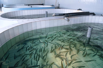 Rainbow trout (Oncorhynchus mykiss) fingerlings in the hatchery incubator. Khabarovsk Krai, far East, Russia