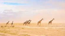 Group Of Giraffes Passing Through A Sand Cloud In Serengeti National Park. Taken During Game Drive From The 4X4 While On A Safari Trip In Kenya And Tanzania. 