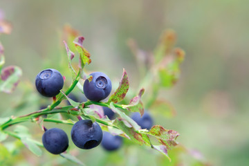 Wall Mural - Ripe blueberries on a bush in the forest on a summer day