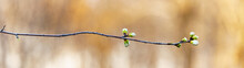 Panoramic View Of Bud And Branches On Bokeh Background In Early Spring