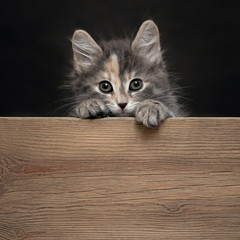 Wall Mural - Beautiful gray female kitten rests its paws on a wooden board. Blank for advertisement or announcement with copy space, square image