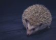hedgehog on dark background