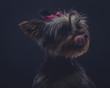 portrait of yorkshire terrier on black background