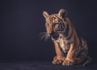 Baby tiger on dark background