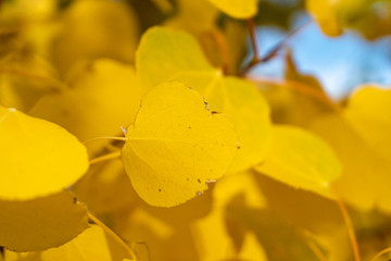 aspen leaves, flower, yellow, nature, spring, plant, flowers, garden, macro, green, beauty,, summer, flora, blossom, bloom, petals, beautiful, closeup, quaking aspen