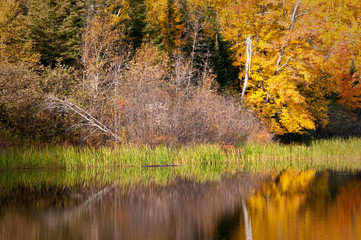 Wall Mural - Autumn colors illuminated by the light of a setting sun are reflected in the calm surface of the Michigamme River near Crystal Falls in Michigan's Upper Peninsula.