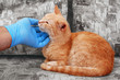 © asadykov - hand in blue medical glove scratch ginger cat chin