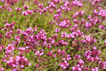  Purple wild thyme flowers on a meadow