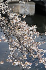 桜　サクラ　さくら