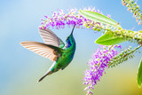 Fototapeta Zwierzęta - Blue hummingbird Violet Sabrewing flying next to beautiful red flower. Tinny bird fly in jungle. Wildlife in tropic Costa Rica. Two bird sucking nectar from bloom in the forest. Bird behaviour