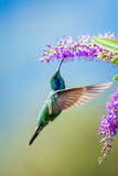 Blue hummingbird Violet Sabrewing flying next to beautiful red flower. Tinny bird fly in jungle. Wildlife in tropic Costa Rica. Two bird sucking nectar from bloom in the forest. Bird behaviour