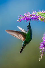 Wall Mural - blue hummingbird violet sabrewing flying next to beautiful red flower. tinny bird fly in jungle. wil