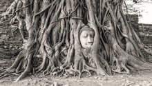Ancient Head Of Sandstone Buddha Among The Tree Roots At Wat Mahathat Buddhist Temple In Ayutthaya, Thailand; Sepia Filter Applied