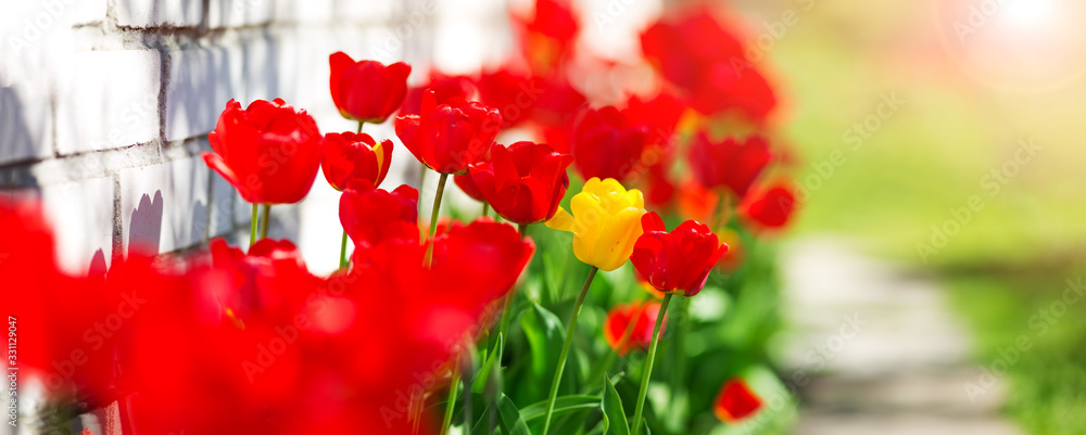 Tulips in flower beds in the garden in spring - obrazy, fototapety, plakaty 