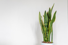 Sansevieria trifasciata plant on white background. Other name: Snake plant, Mother in law tongue, Viper's bowstring hemp.