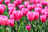 Fototapeta Tulipany - Closeup of pink tulips flowers with green leaves in the park outdoor.