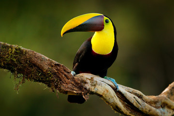 Tropic bird in forest. Rainy season in America. Chestnut-mandibled toucan sitting on branch in tropical rain with green jungle background. Wildlife scene from tropic jungle. Animal in Costa Rica.