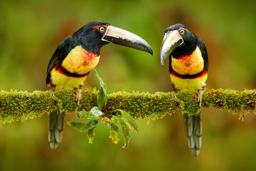 Wall Mural - Two small toucan Collared Aracari, Pteroglossus torquatus, bird pair with big bill. Bird sitting on the branch in forest, Boca Tapada, Costa Rica. Nature travel in central America. Toucan open bill.