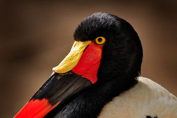 portrait saddle-billed stork, or saddlebill, ephippiorhynchus senegalensis, in the nature habitat. b