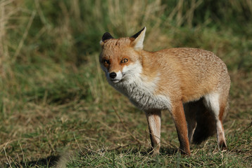 Wall Mural - A magnificent hunting wild Red Fox, Vulpes vulpes, standing in a meadow.