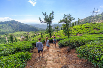 people walking in the tea plantation in the hills of munnar, some of the most elevated tea plantatio