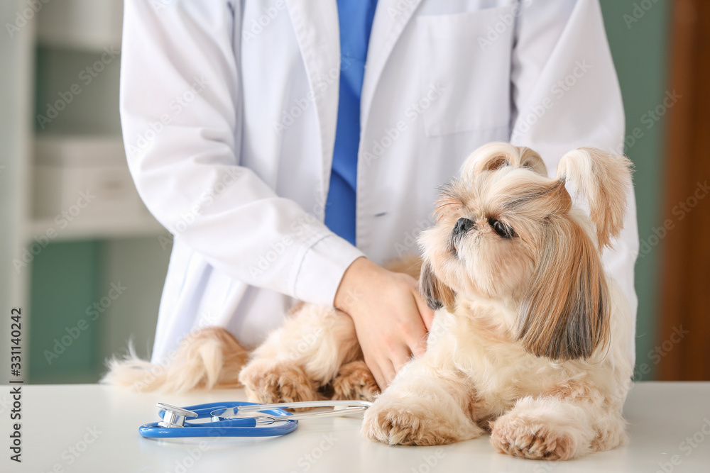 Veterinarian examining cute dog in clinic