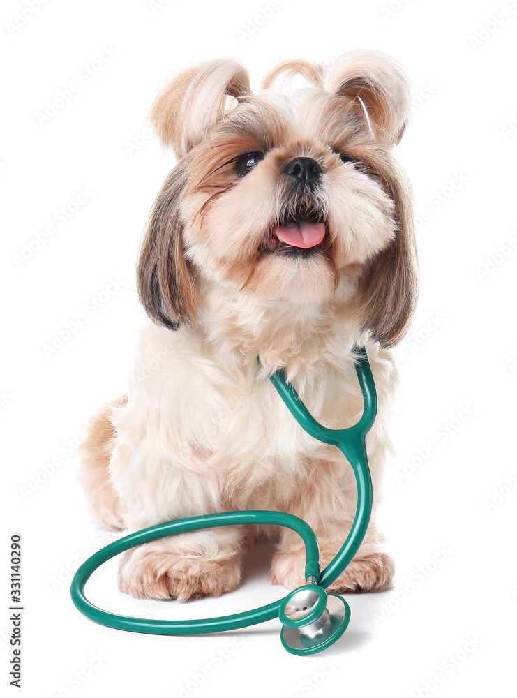 Cute dog with stethoscope on white background