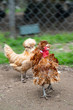 © agephotography - Frizzle chicken in a farm yard