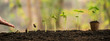 hand nurturing and watering young baby plants growing in germination sequence on fertile soil with morning light green nature bokeh background. agriculture, growing plants, plant seedling, gardening.