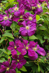 Wall Mural - Many close up large purple clematis flowers on a background of green leaves. The abundant clematis 