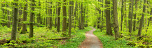 Frühling Im Nationalpark Hainich, Wanderweg Windet Sich Durch Grünen Wald, Thüringen, Deutschland