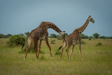Fototapeta Sawanna - Male Masai giraffe sniffs rear of female