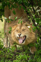 Wall Mural - Male lion stands snarling in leafy bushes