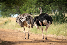 Male Ostrich Beside Female With Missing Head