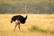 Male Ostrich Walking Across Grassland Near Trees