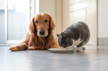 Wall Mural - British shorthair and golden retriever eating