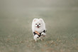 white pomeranian spitz dog running outdoors on grass