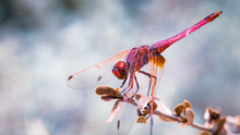 Macro Shot Of Isolated Red Dragonfly