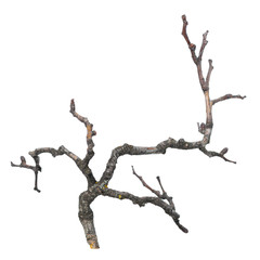 silhouette of dry branch isolated on white background