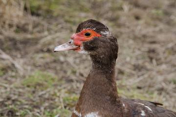 Young brown musky duck grazing in early spring close up