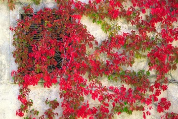 Wall Mural - red leaves