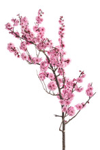 Pink Cherry Blossom Branch Isolated On White Background.